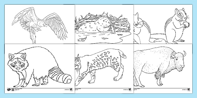 north america coloring page