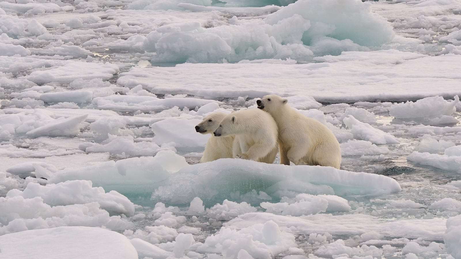 The North Pole– Separating Facts from Fantasy