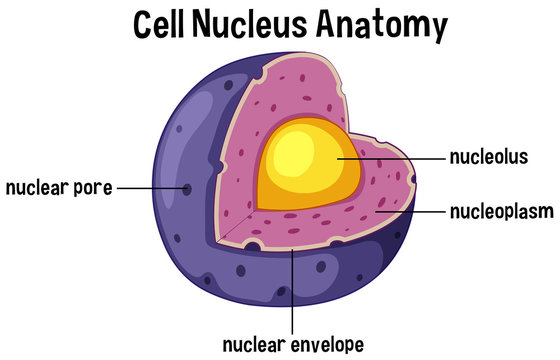 Nucleus Images – Browse 219,921 Stock Photos, Vectors, and Video ...