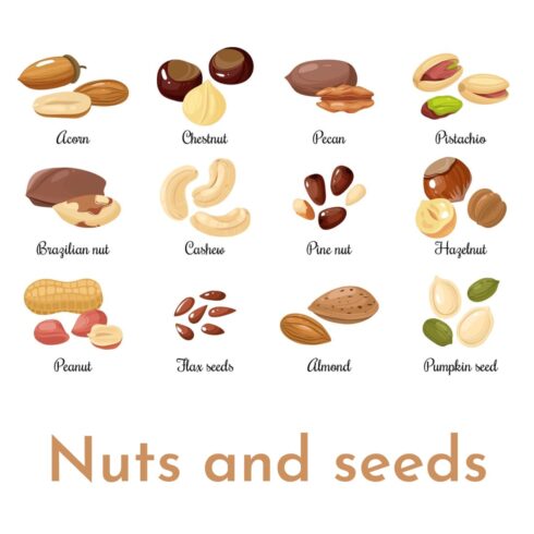 nuts cliparts 2024
