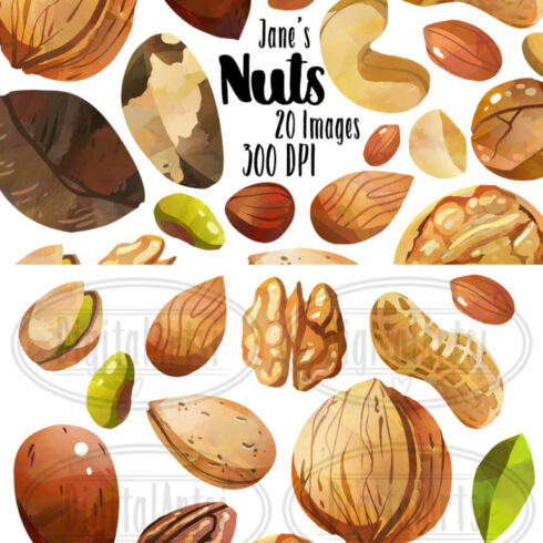 51+ Nuts Clipart: Images &amp; Illustrations for 2024 - MasterBundles