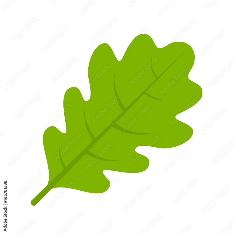 Poster, Wandbilder Green oak leaf vector illustration, 40x40 cm
