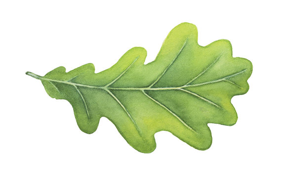 Oak Leaf Images – Browse 816,427 Stock Photos, Vectors, and Video ...