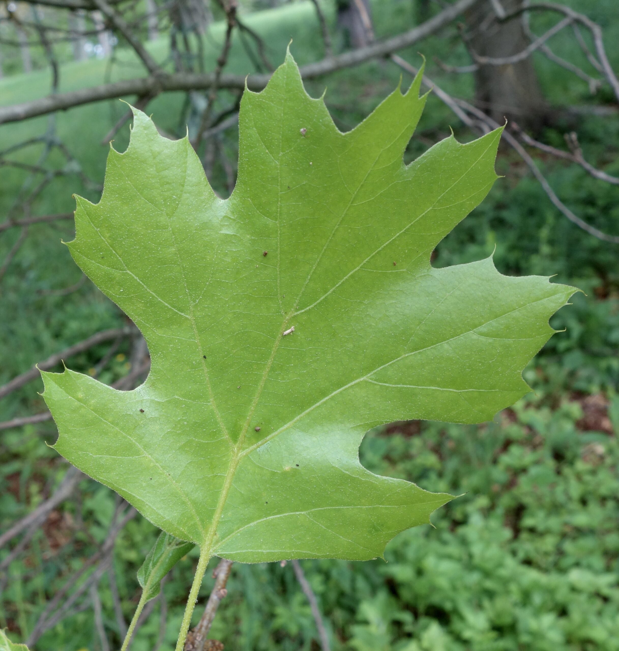 Maple-leaf Oak - Arnold Arboretum | Arnold Arboretum