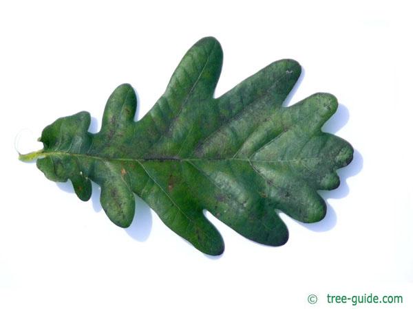 oak leafs