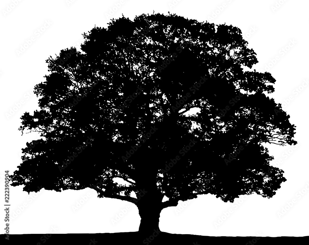 oak tree silhouette