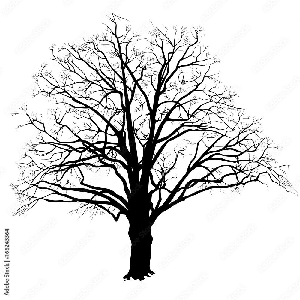 oak tree silhouette