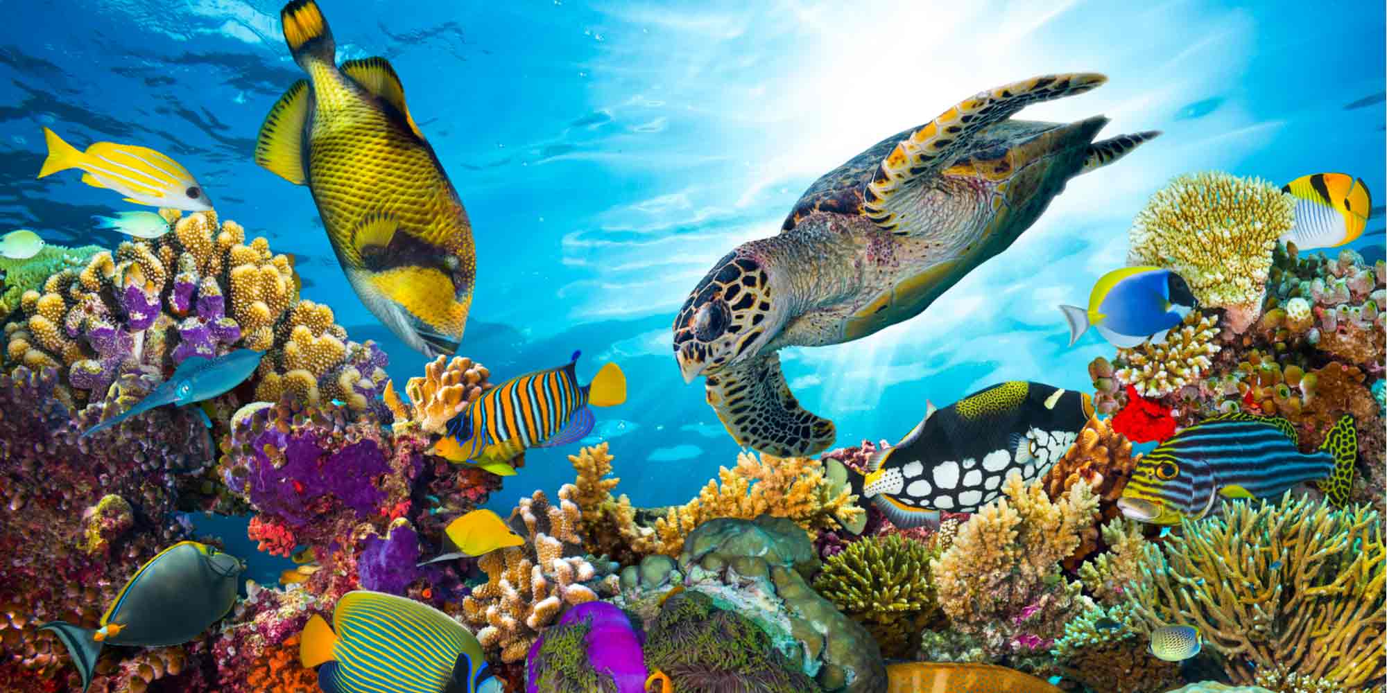 8 Smartest Animal Species in the Ocean - Scuba.com