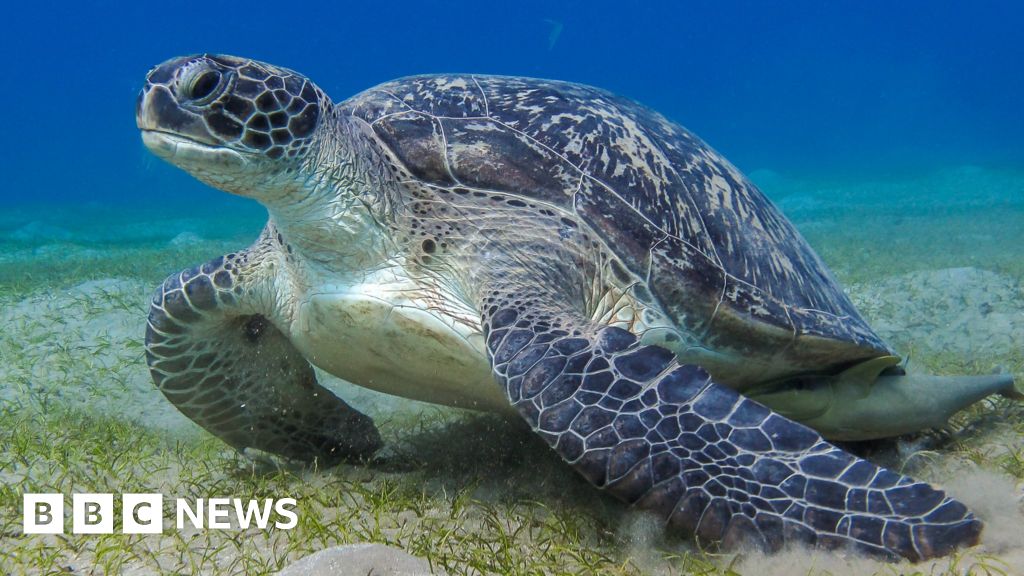 Secret communication of sea animals discovered