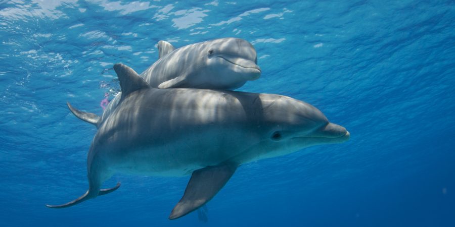 ocean animals images