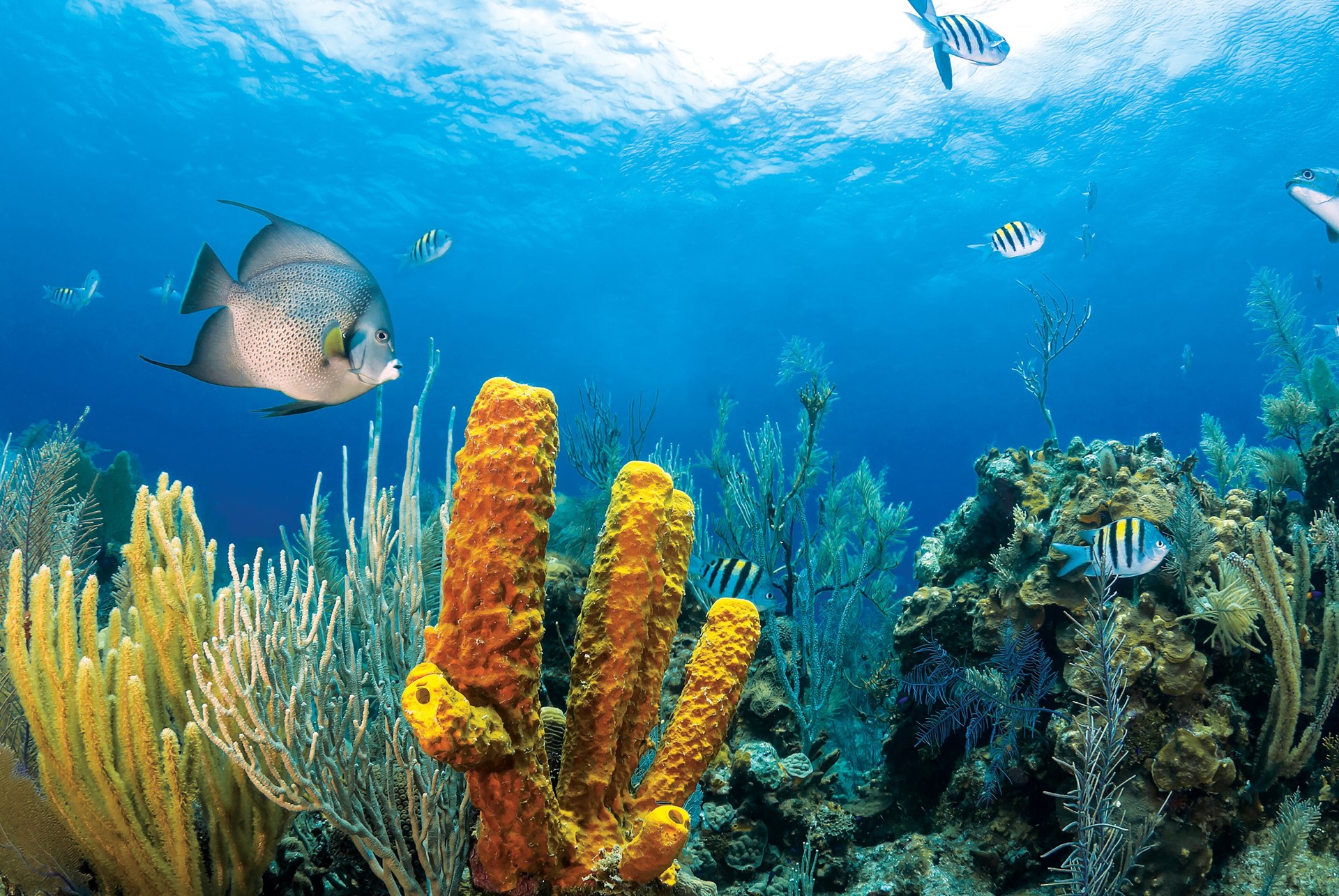 ocean life pictures