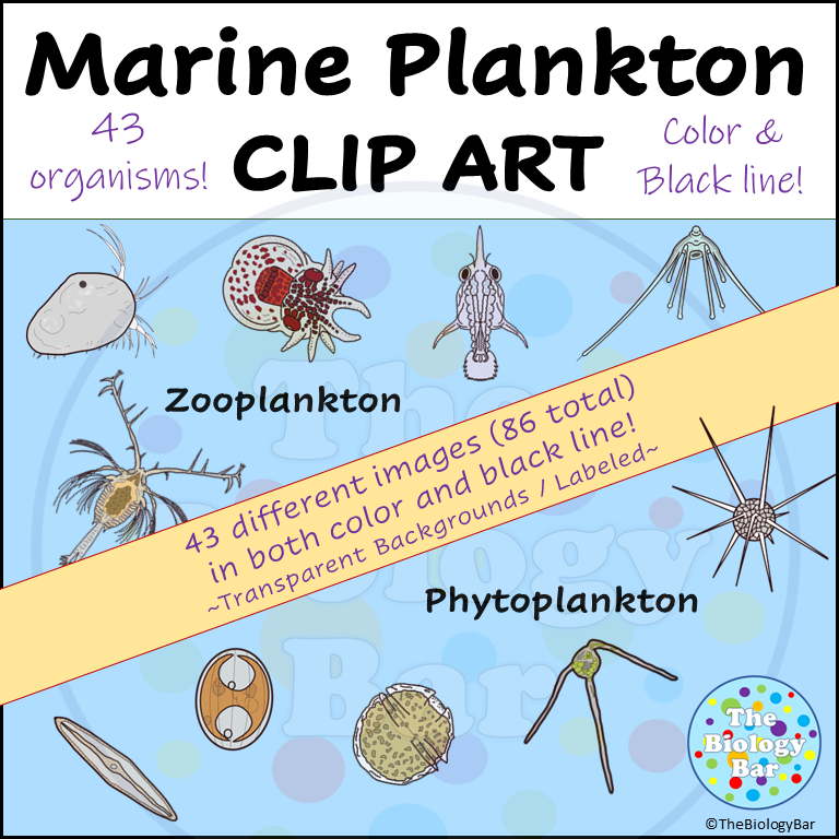 Marine Plankton Biology Clip Art | Made By Teachers
