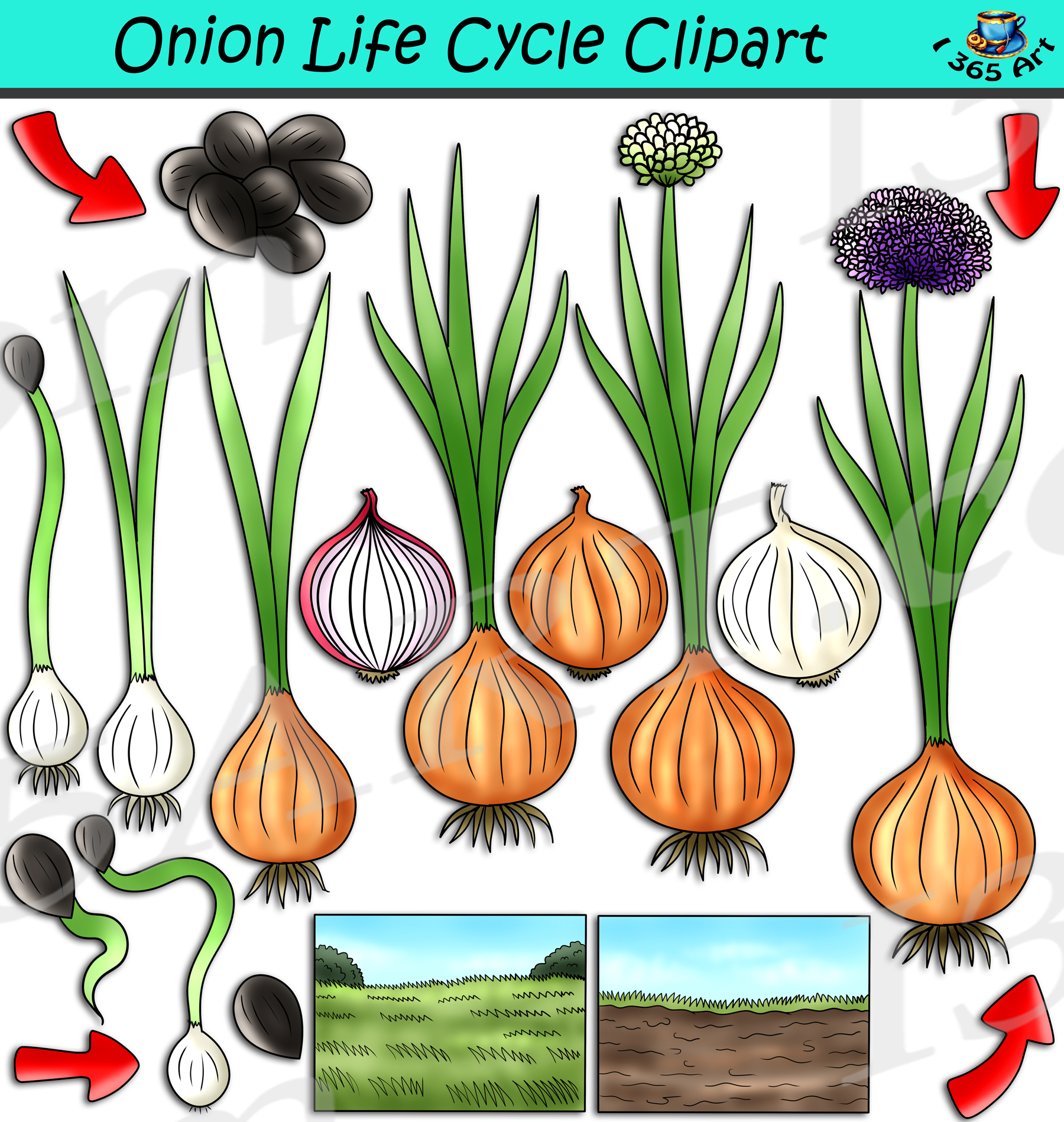 onion cliparts 2024