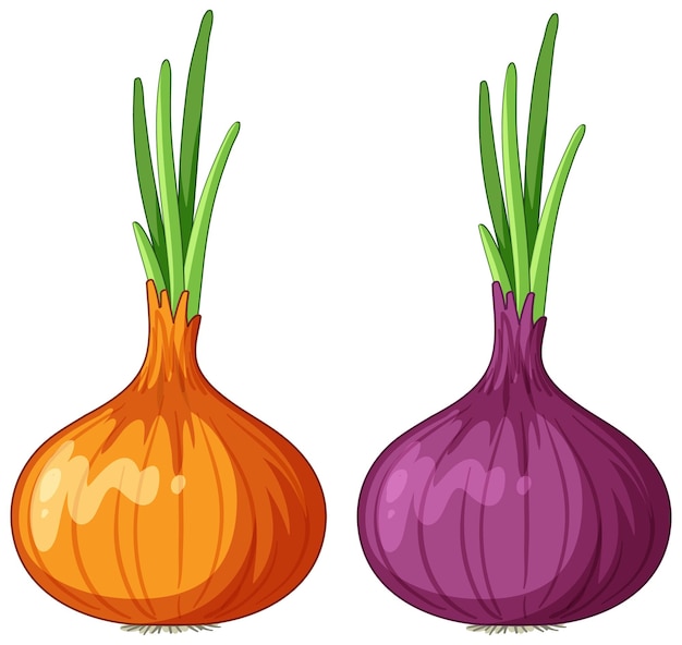 onion cliparts free
