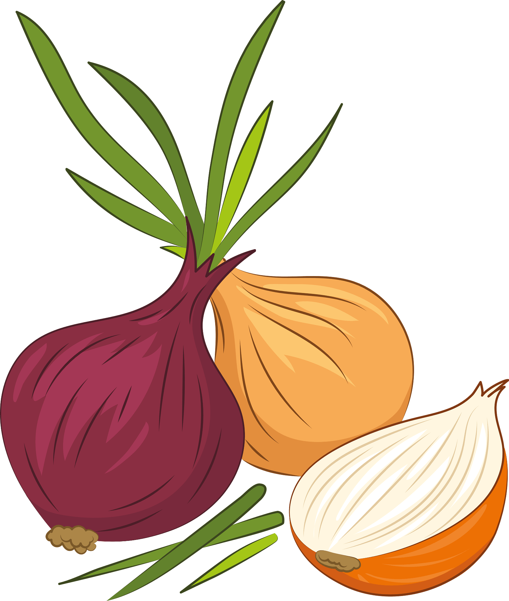 Onion - Free vector clipart images on clipart library.com