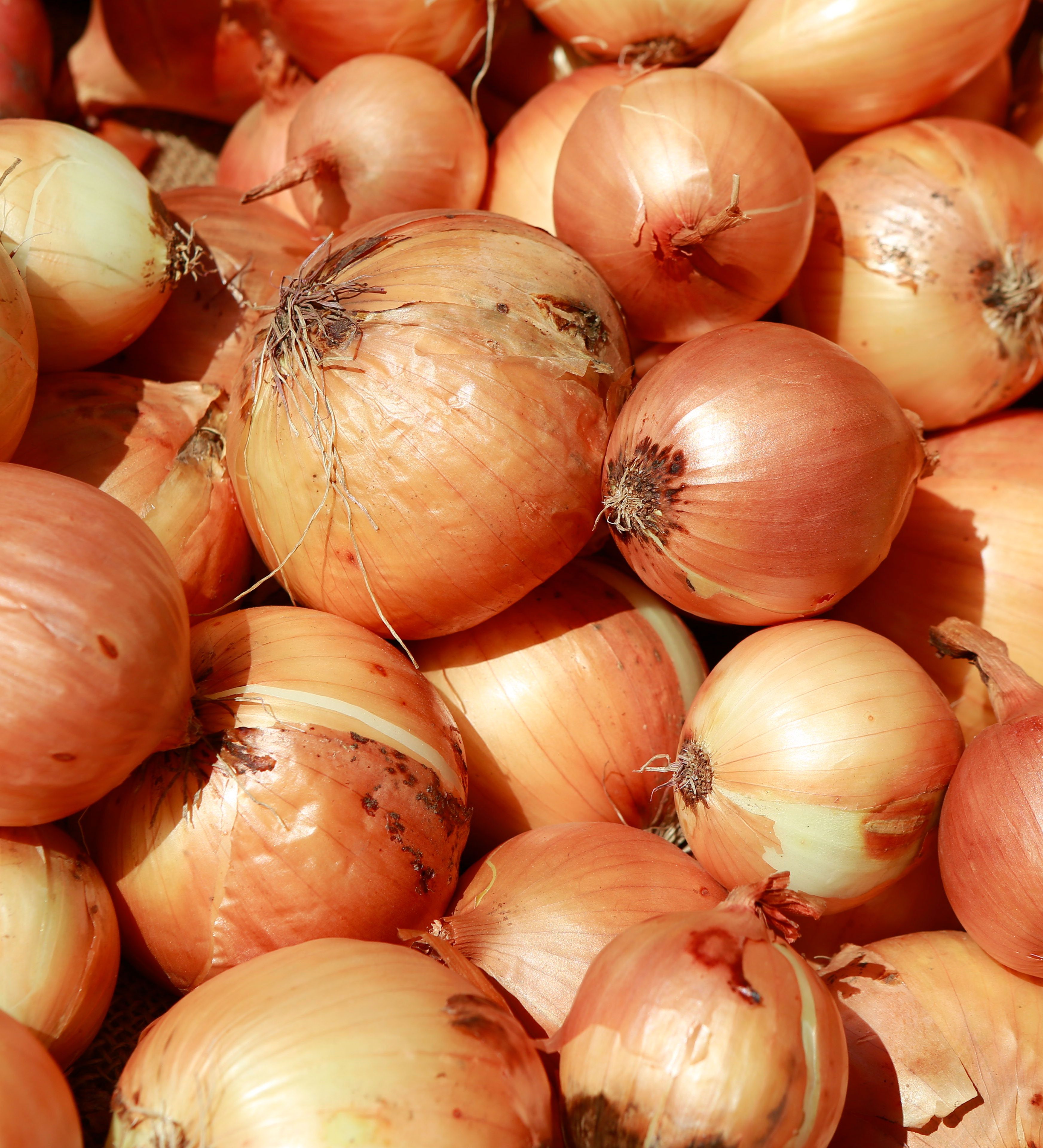 Onion | Good Food