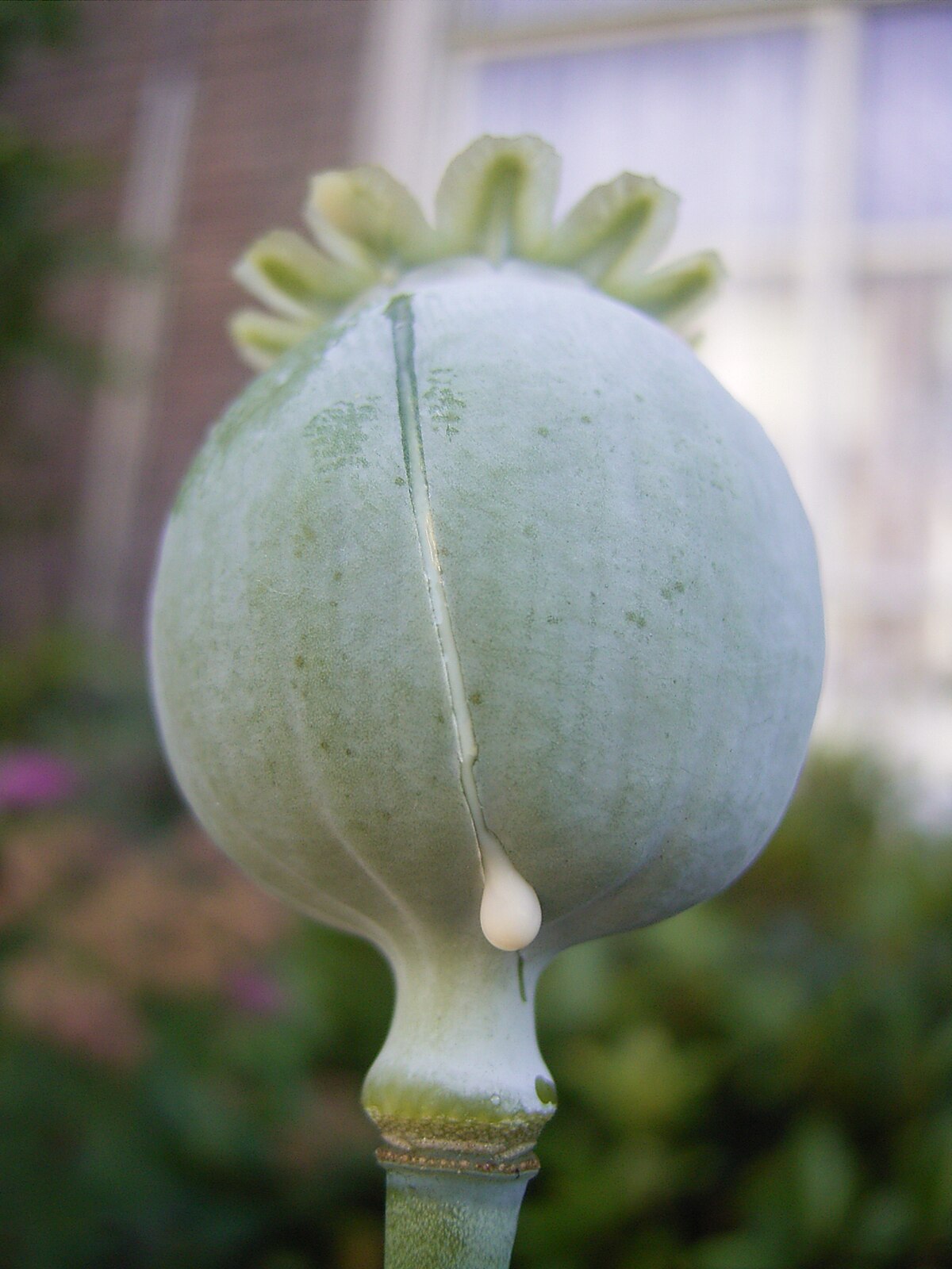 Opium - Wikipedia