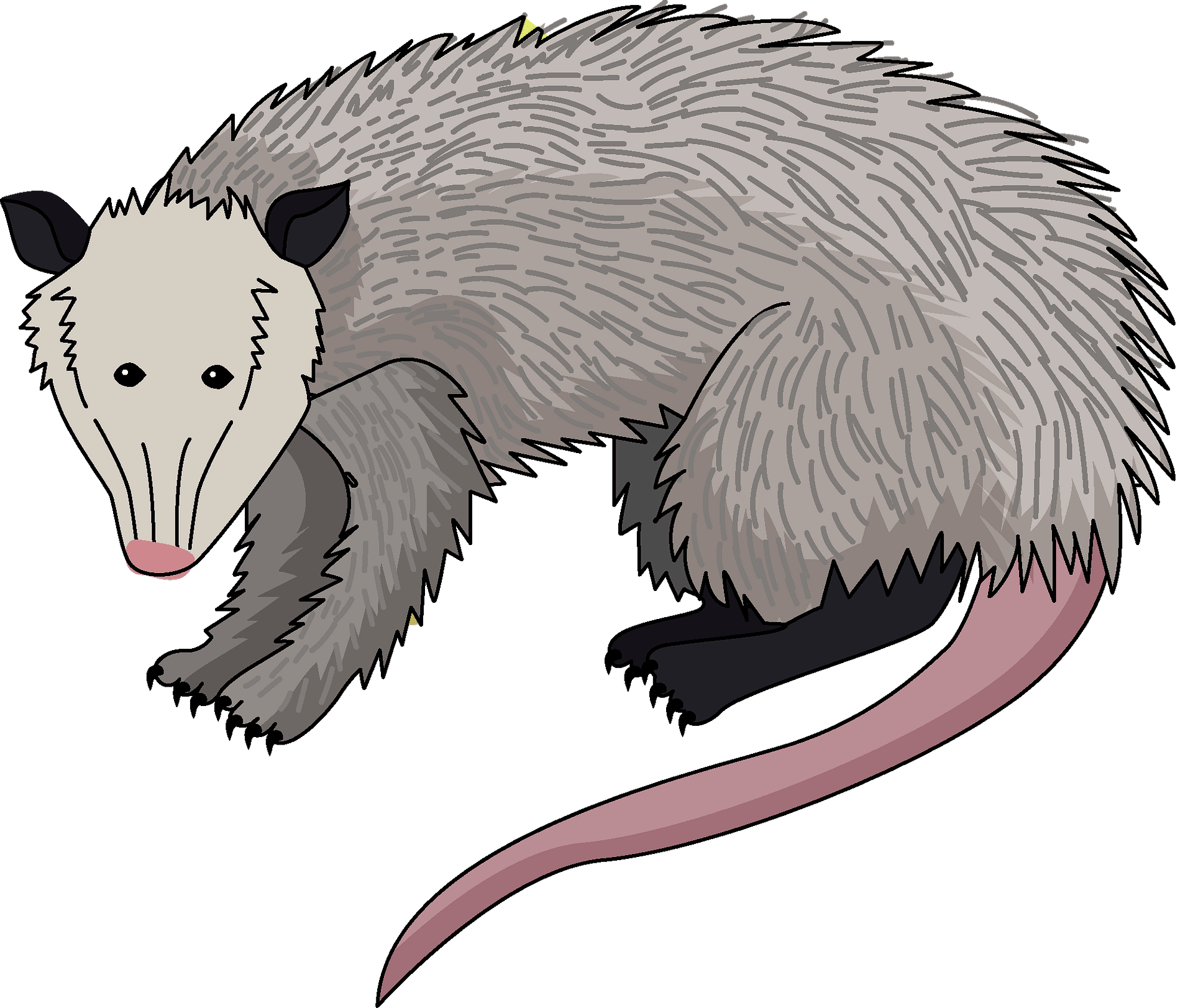 opossum cliparts 2024