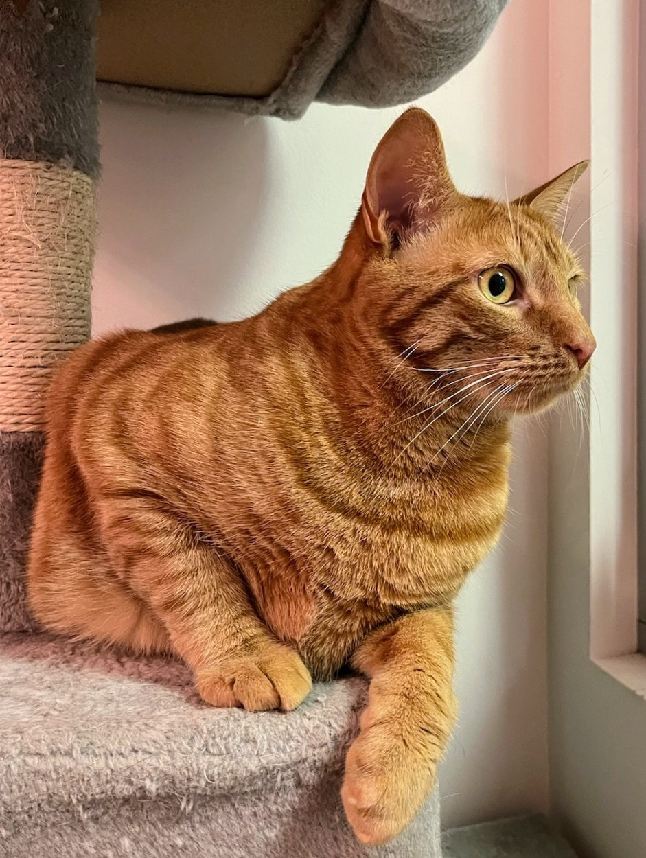 orange cat