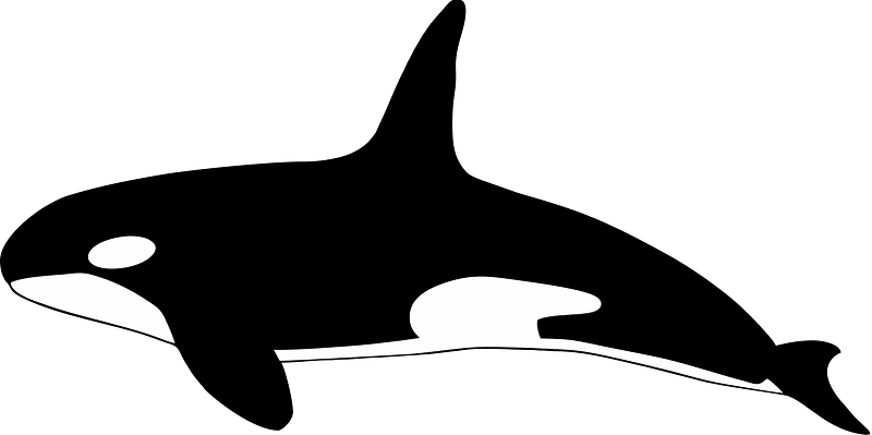 orca whale clipart