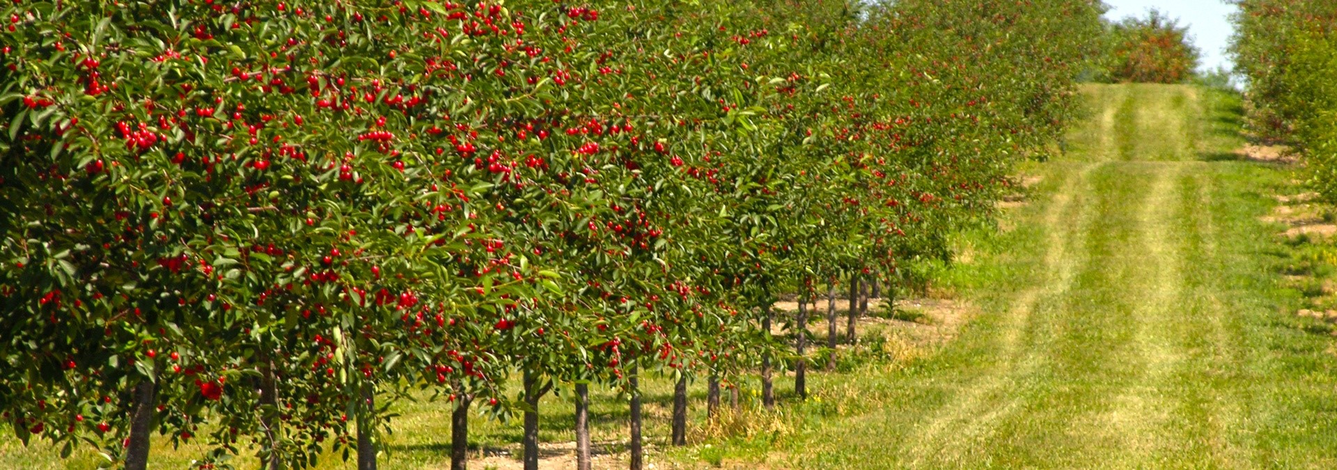 Orchards &amp; Farms - Experience | Destination Door County