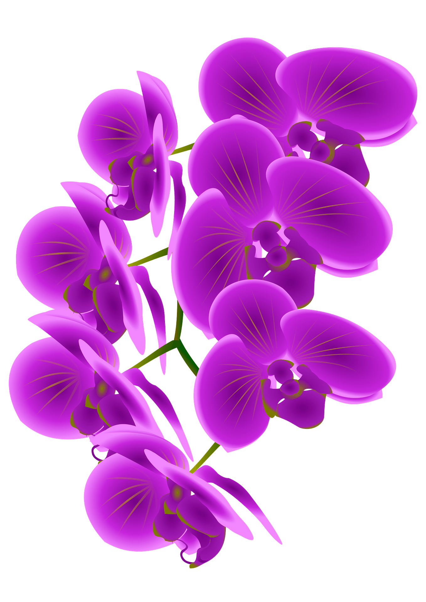 Flower Clipart-white purple orchid flower with leaves