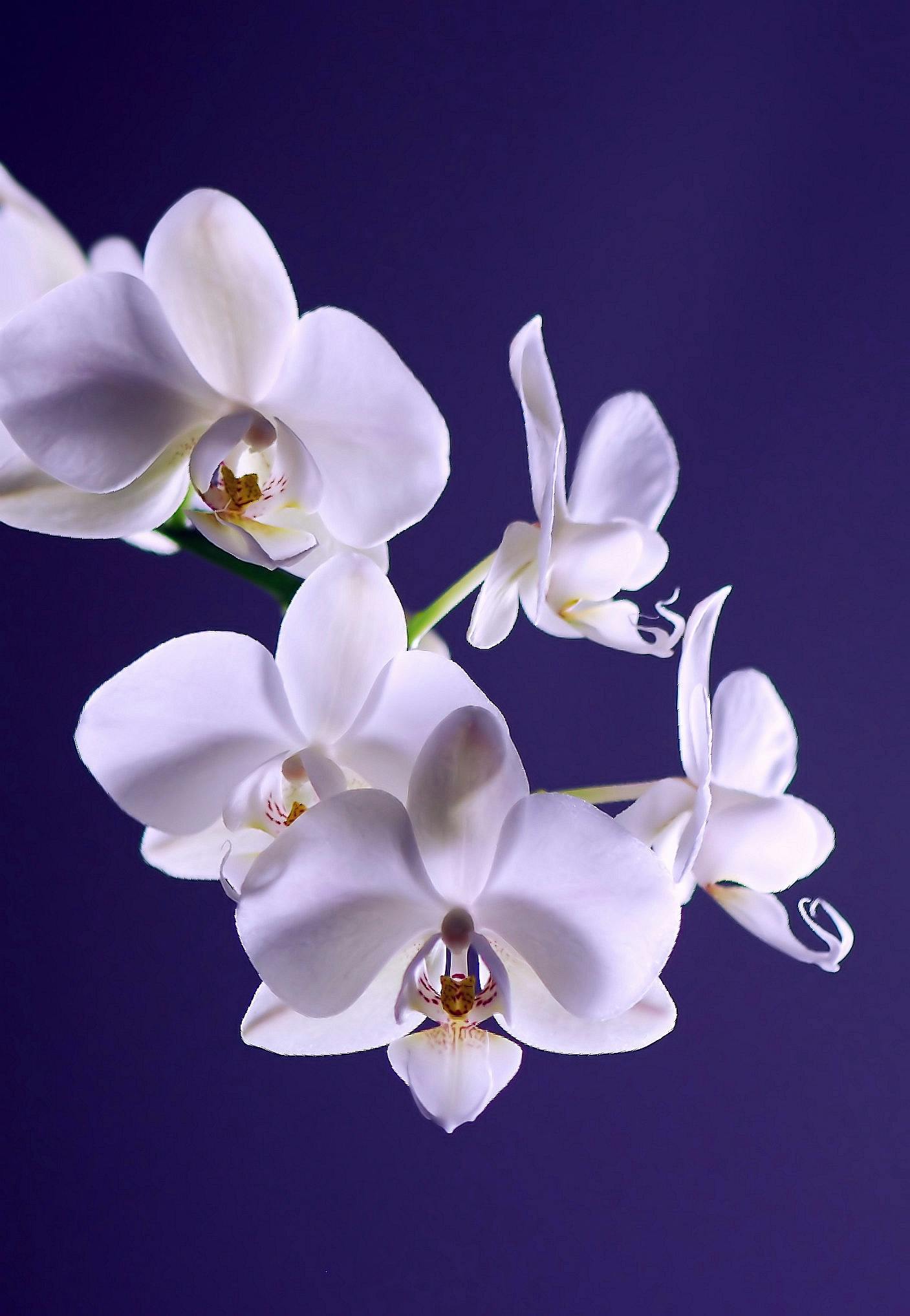 orchid images free