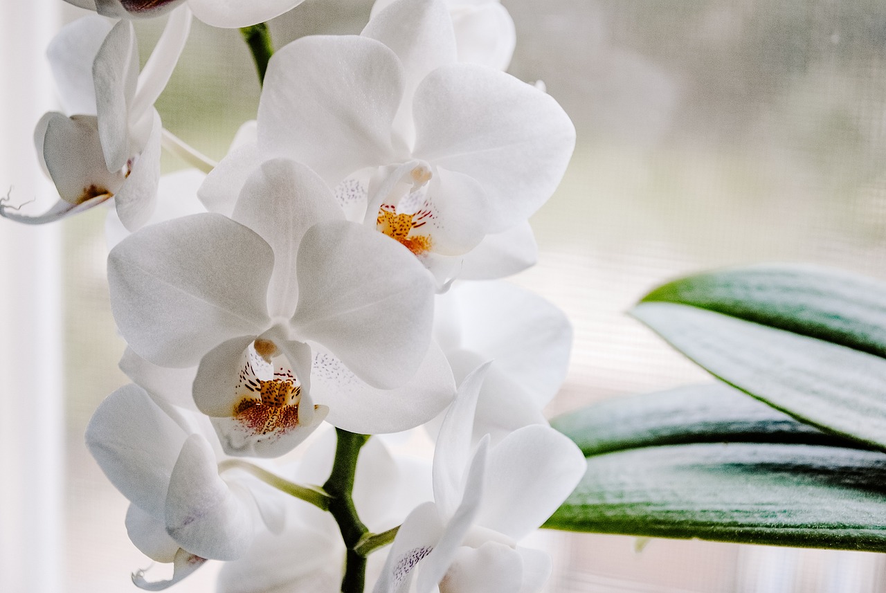 400,000+ Free Orchid Flower &amp; Orchid Images - Pixabay