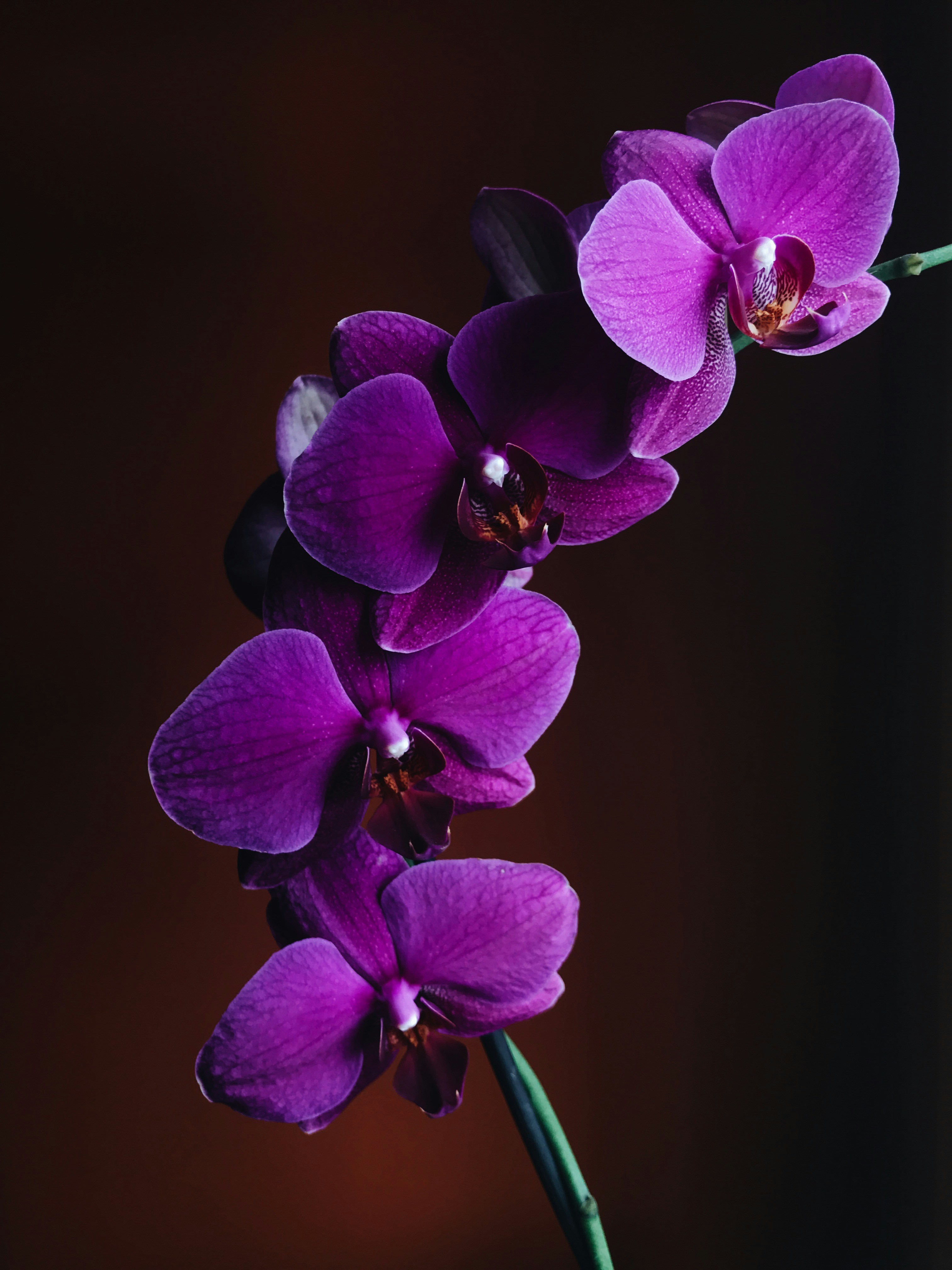 500+ Orchid Pictures | Download Free Images &amp; Stock Photos on Unsplash
