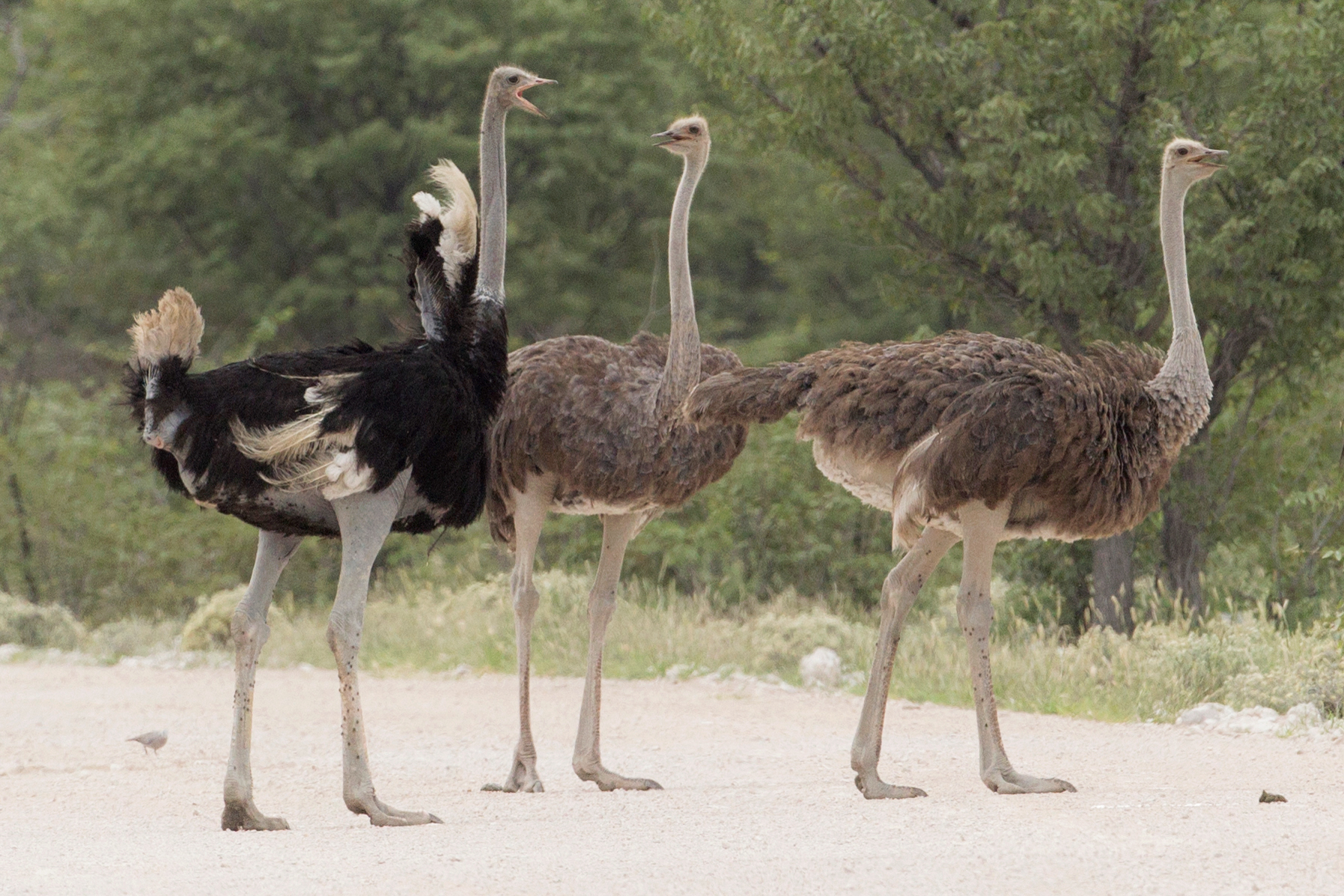 Common ostrich - Wikipedia