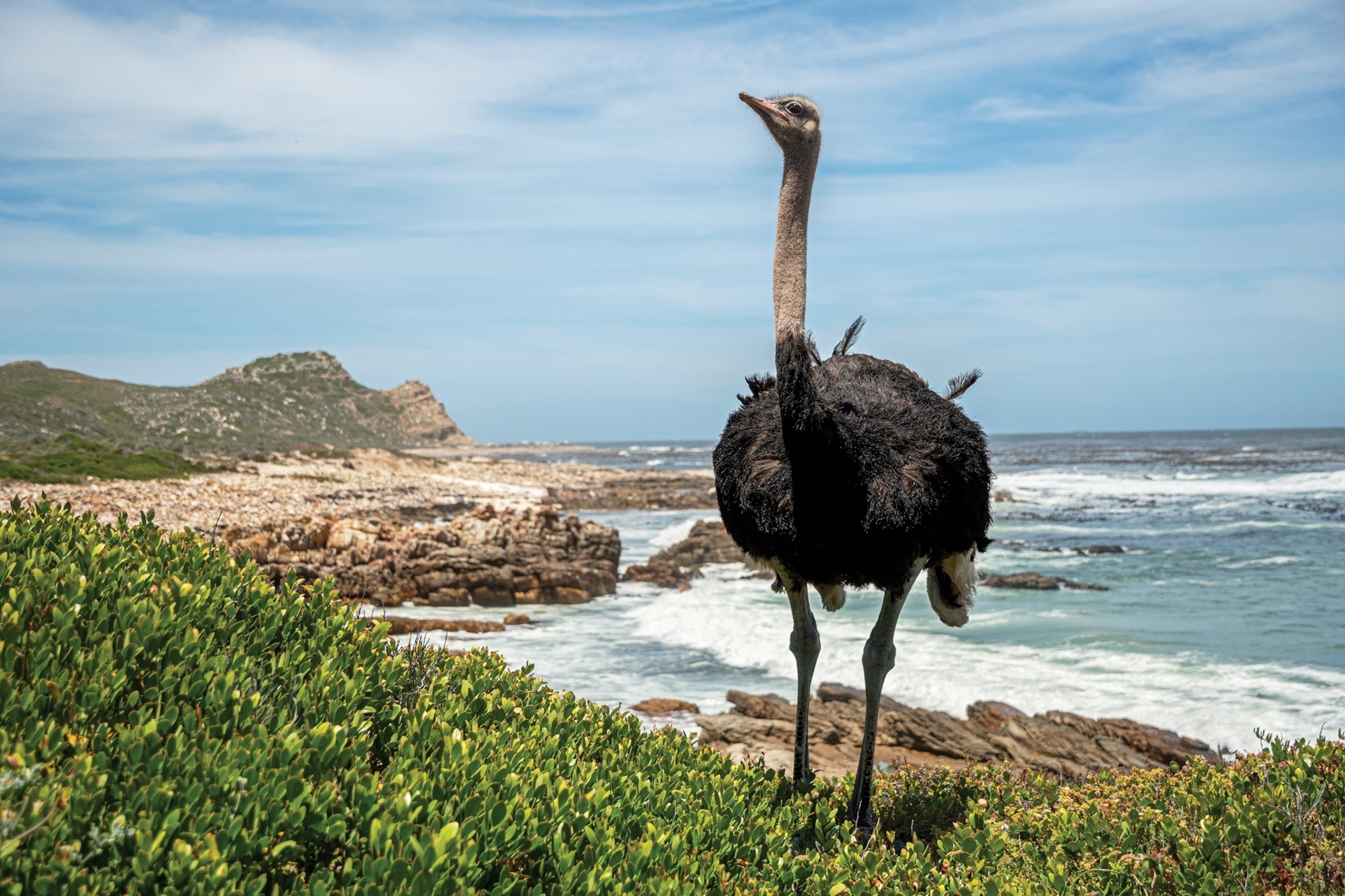 They may look goofy, but ostriches are nobodys fool