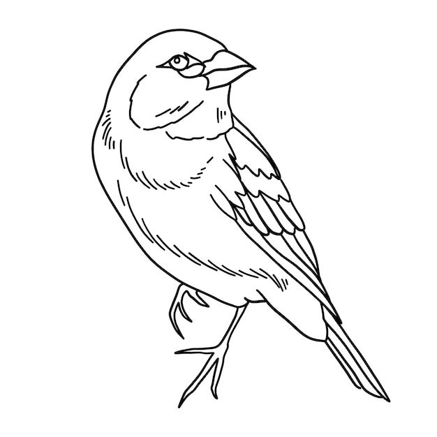 outline drawings of birds