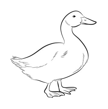 outline of a duck