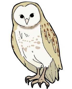 Free Vectors | Barn owl whole body illustration