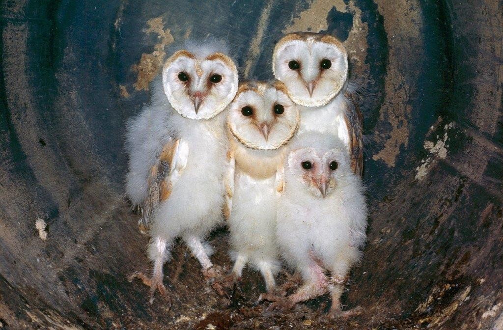 owl familys