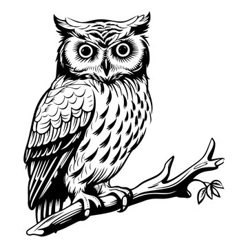 owl silhouette cliparts