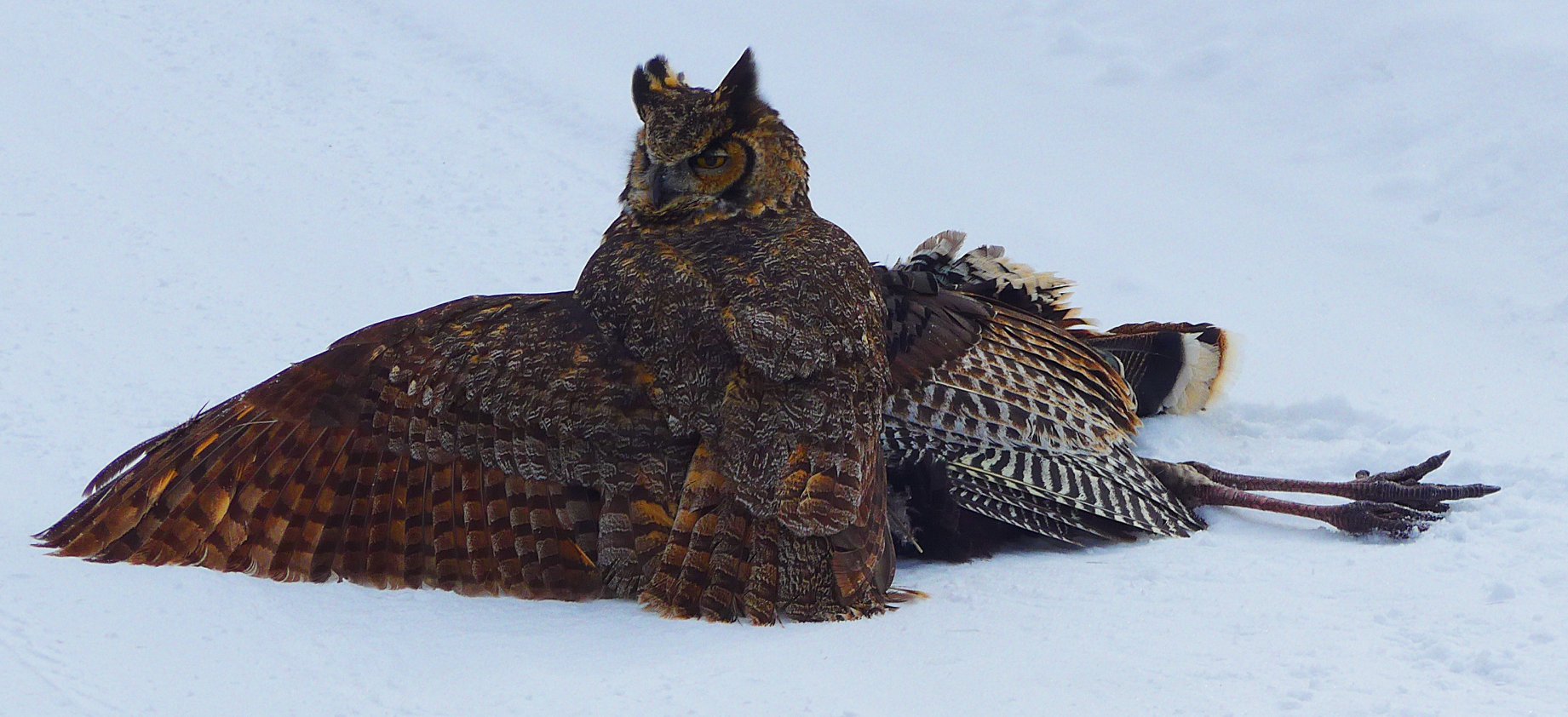 Why Do Turkeys Gobble at Owls? | Outdoor Life
