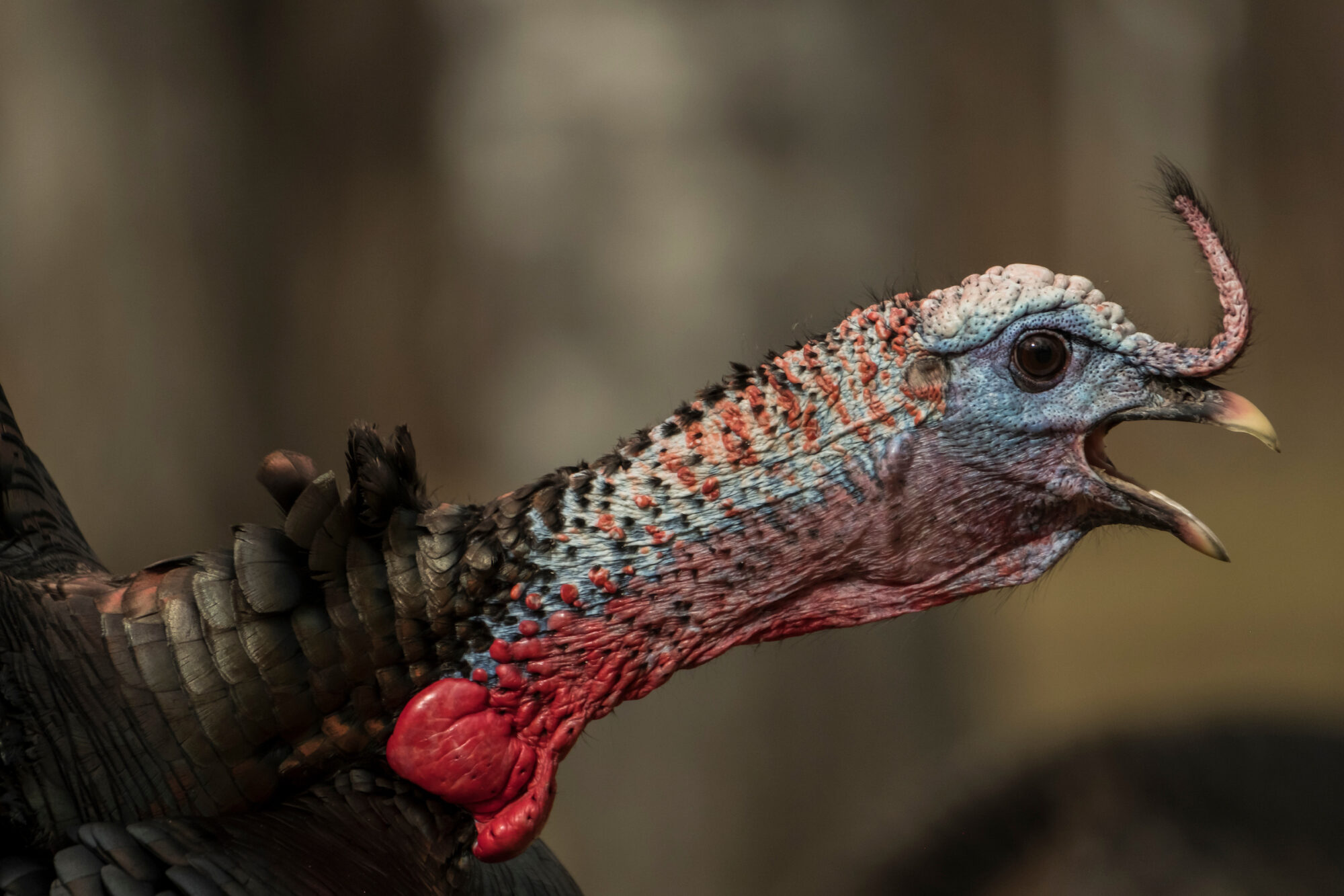 Why Do Turkeys Gobble at Owls? | Outdoor Life