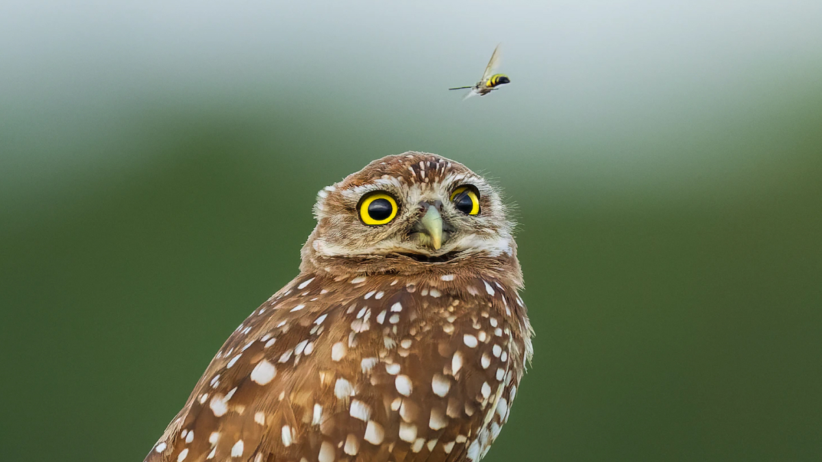 The Little Owl: Europes Most Adorable Bird · Planet Wild