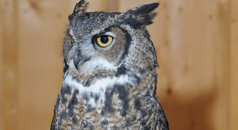 Sprite – Great Horned Owl | College of Veterinary Medicine ...