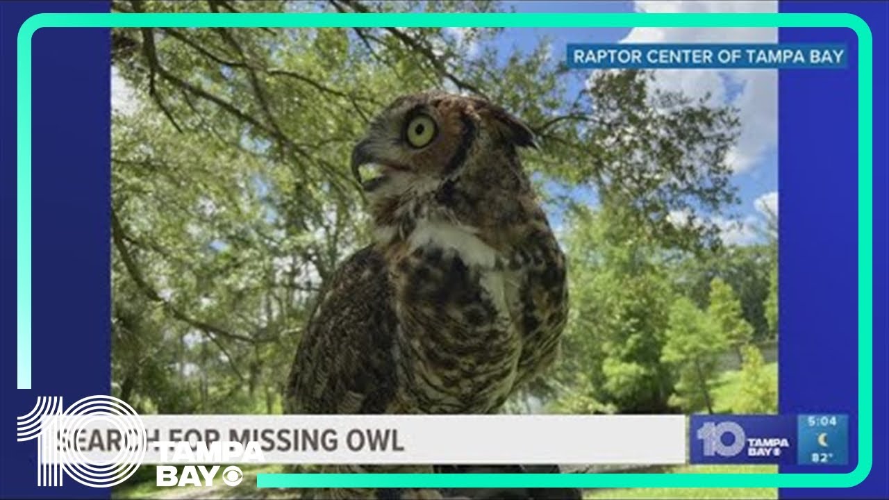 Tampa Bay wildlife rescuers searching for owl missing since Hurricane Debby