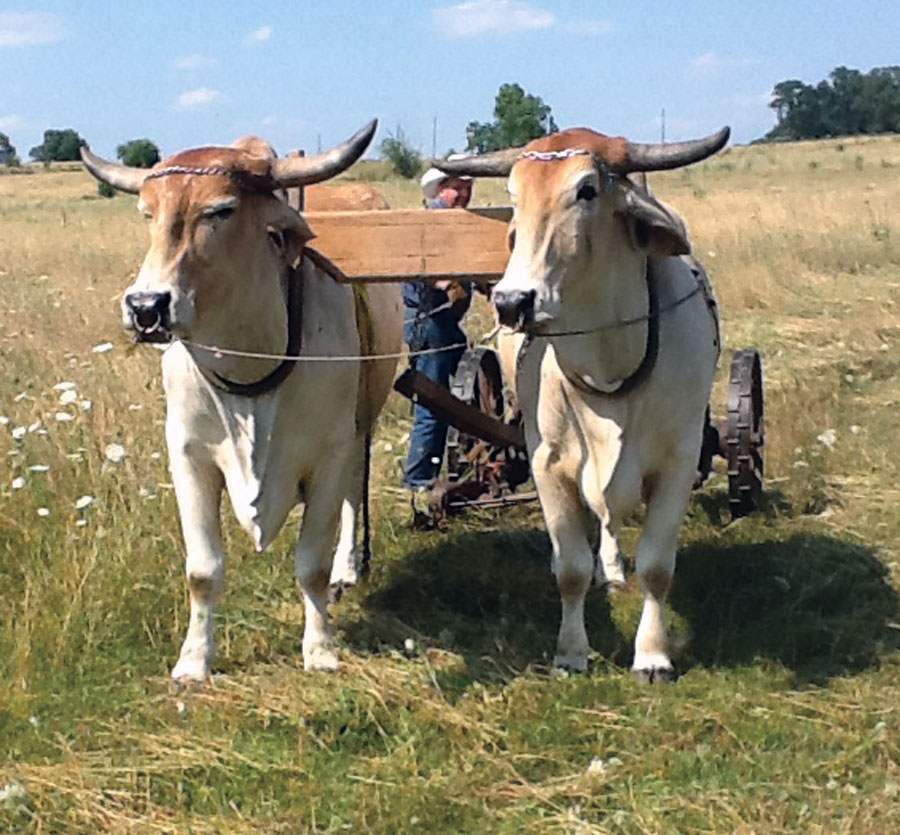 Oxen Experiences - Small Farmers JournalSmall Farmers Journal