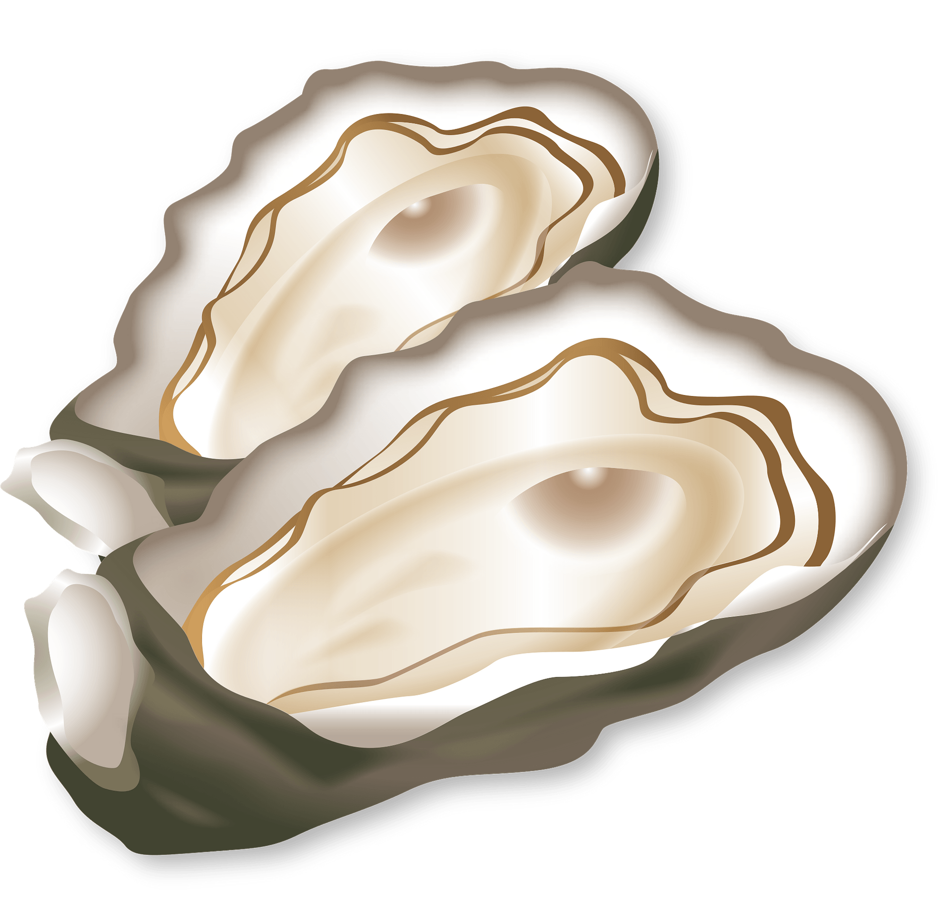 oysters cliparts