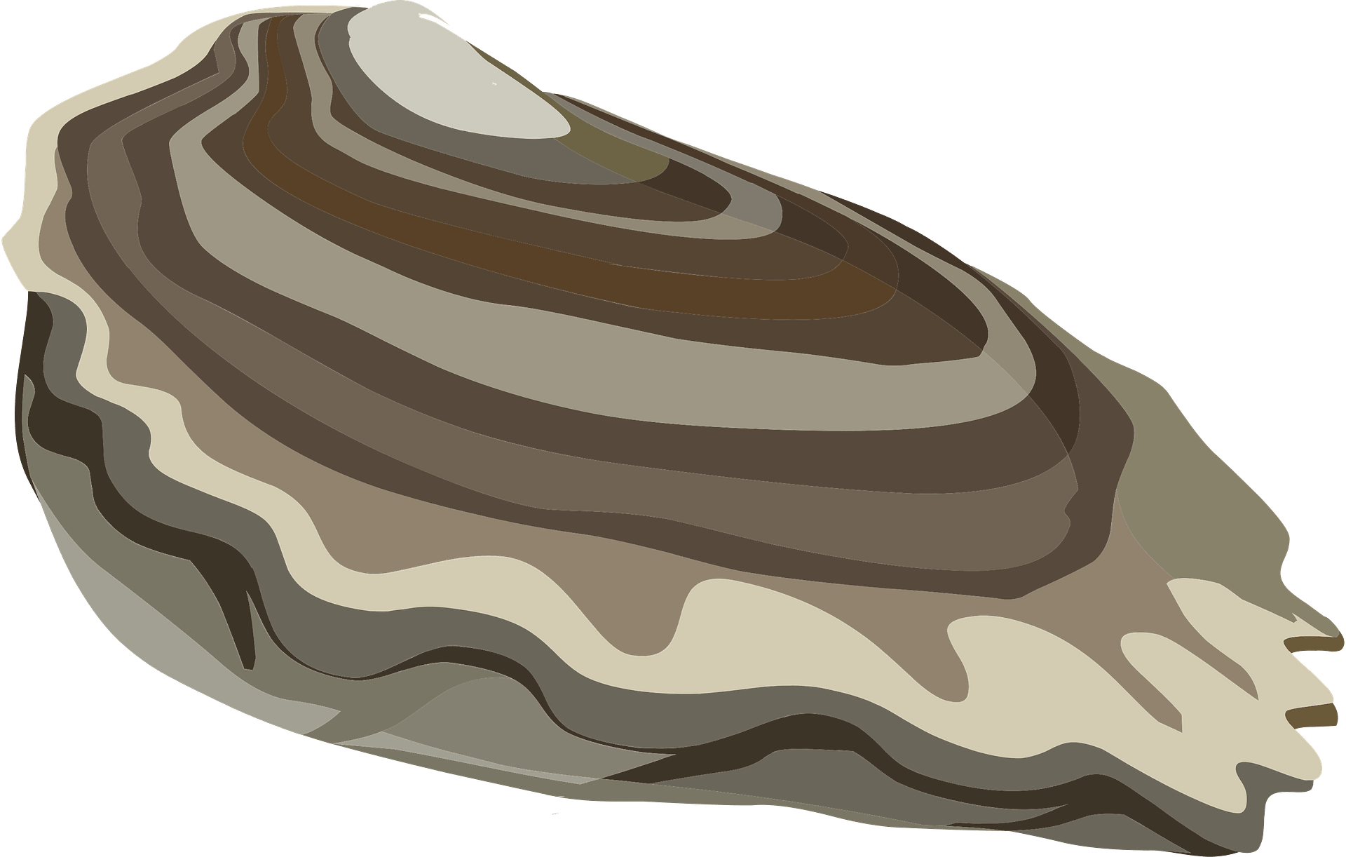 Ocean Oysters - Free vector clipart images on clipart library.com