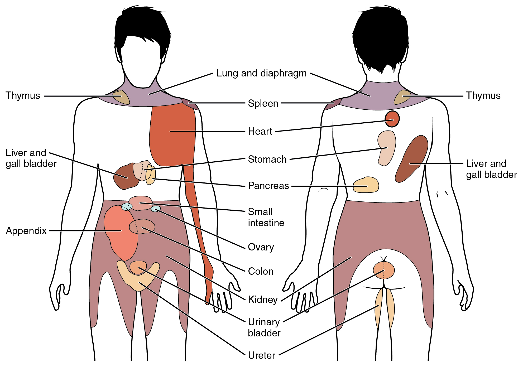 Referred pain - Wikipedia