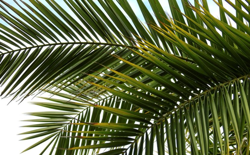 Palm Branches of Victory and Triumph Or Olive Branches of Peace ...