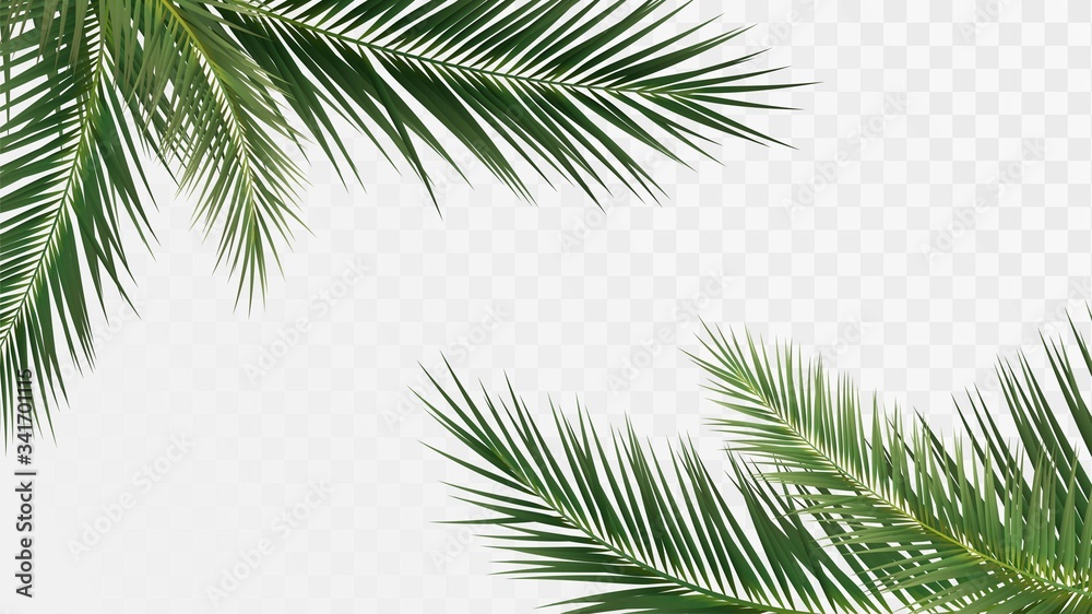 Palm branches in the corners, tropical plants decoration elements ...