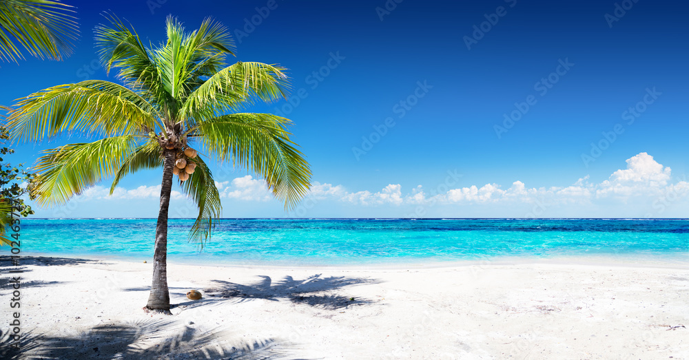 palm tree and beach pictures
