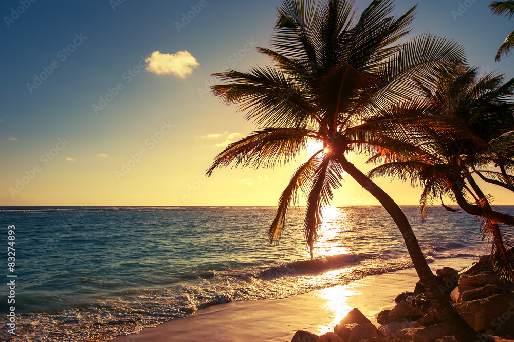 palm tree and beach pictures