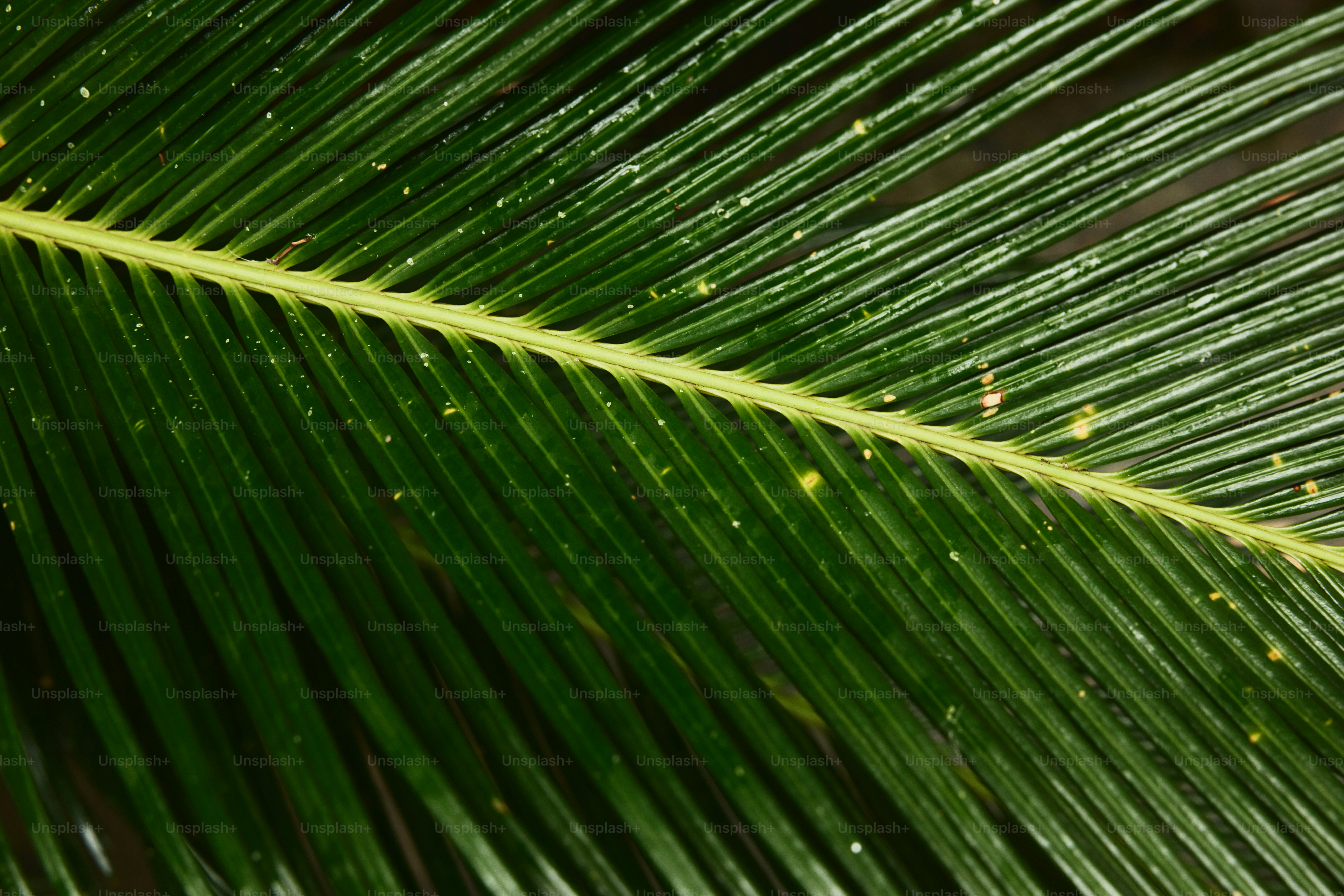 palm tree leaves